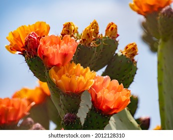 Fruits and flowers of fig opuntia (prickly pear, ficus-indica, indian fig) is a species of cactus  grown primarily as a fruit crop, and also for the vegetable nopales. That one found in Malta, Europe - Powered by Shutterstock