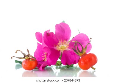 Fruits And Flowers Of Wild Rose On A White Background