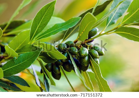 Fruits and foliage of Bay laurel (Laurus nobilis).