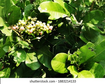 Fruits Of Glycosmis Pentaphylla, Commonly Known As Gin Berry, Opal Orange, Orangeberry, Rum Berry, Tooth Brush Plant. A Shrub With Lot Of Medicinal Properties.                             