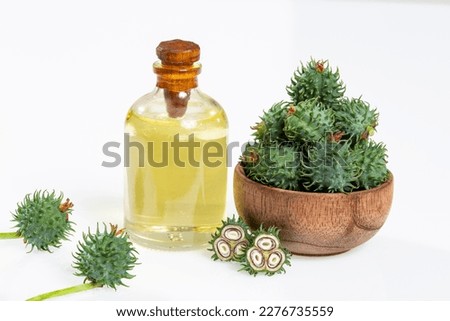 Fruits Green and castor oil - Ricinus communis
