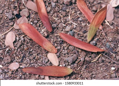 Fruits. Hardwickia Binata. Iron-wood Tree. Family: Caesalpiniaceae. A Large Deciduous Tree With Extremely Hard, Heavy Wood