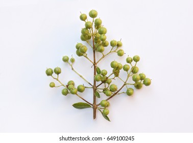 Fruits Of Henna Plant, Lawsonia Inermis