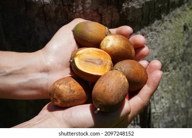 Frutos de la palma aceitera de la Amazonía Jaci, palma de Yagua, Attalea butyracea, Arecaceae. Una fruta en sección transversal para mostrar la pulpa amarilla con la semilla. Brasil, Sudamérica.