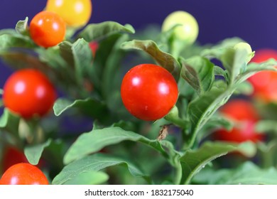 ナス科の植物 Images Stock Photos Vectors Shutterstock