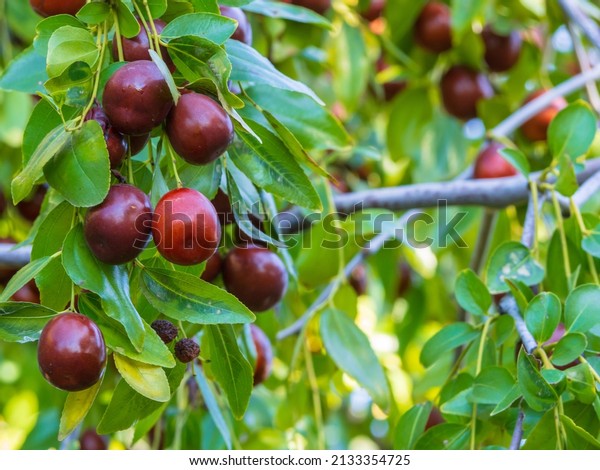 Fruits of jujube.\
Ziziphus jujuba. Ripe juicy jujube berries among green foliage.\
Ripe unabi on a tree branch in the garden. Close-up of tree\
branches with ziziphus fruits.\
