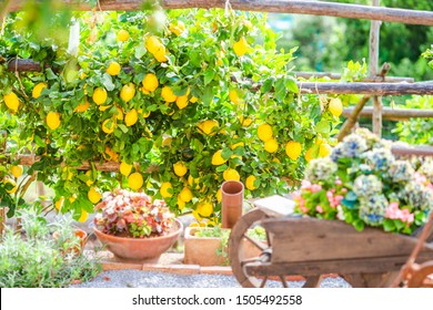 Fruits In Lemon Garden Of Amalfi Coast At Summer