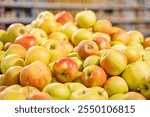 Fruits in a local food shop. Lots of red and yellow apples on the counter in the food market. Excess apple harvest on the store shelf. A pile of apples. Grocery shopping. Close up.