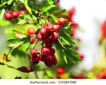 Fruits Midland Hawthorn Crataegus Laevigata Stock Photo 1192847080 ...