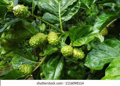 Fruits of Noni with green leafs. Great morinda. Indian mulbery. Beach mulbery. Morinda citrifolia.