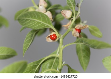 Fruits On A Ashwagandha Plant, Withania Somnifera