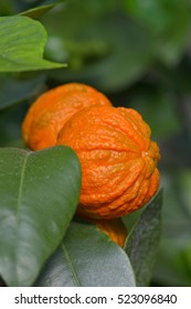 Fruits On A Bitter Orange Tree