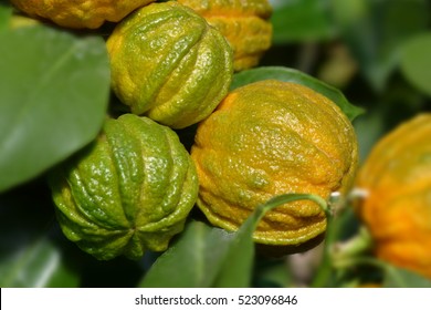 Fruits On A Bitter Orange Tree