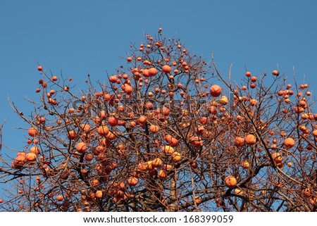 Similar – Image, Stock Photo winter apple Fruit Apple