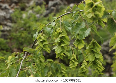 Fruits Of Oriental Hornbeam (Carpinus Orientalis)