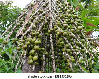 
Fruits of the Açaí palm (Euterpe oleracea) Arecaceae family. Amazon rainforest, Brazil
