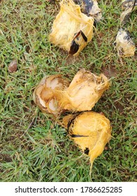 Fruits Of Palm Tress In The Garden