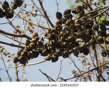 Fruits Of Paulownia Fortunei, Dragontree,