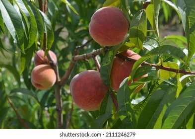 Fruits of peach 'Harnas', scientific name Prunus persica