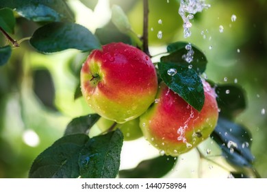 Fruits of red apple in the droplets of dew on the tree.  Summer concept. - Shutterstock ID 1440758984