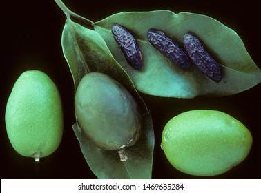 Fruits And Seed Of Tonka Bean