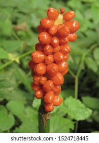 Fruits Of Snakeshead, Arum Maculatum,