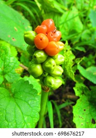 Fruits Of Snakeshead, Arum Maculatum,