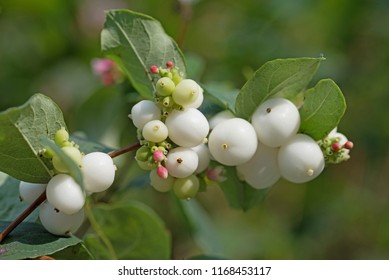 Fruits Of The Snow Berries, Symphoricarpos Albus