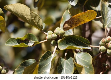 Fruits Of A Sycamore Fig, Ficus Sycomorus, In Ethiopia. 