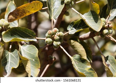 Fruits Of A Sycamore Fig, Ficus Sycomorus, In Ethiopia. 