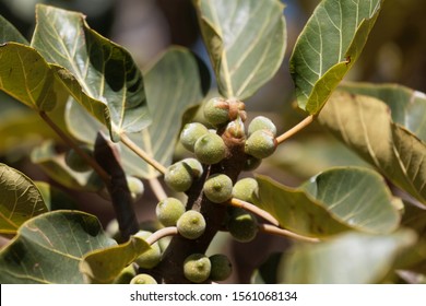 Fruits Of A Sycamore Fig, Ficus Sycomorus, In Ethiopia. 