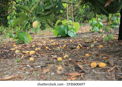 The Fruits That The Earth Produces Through The Trees Is The Most Spectacular. She Reminds Us That Without Asking For Anything She (the Earth) Gives Us Everything.