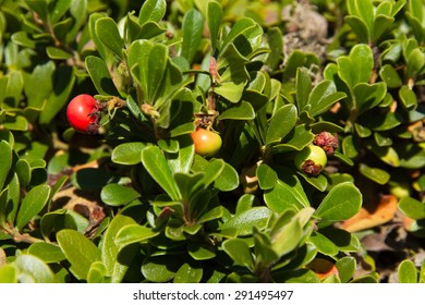 Fruits In Three Maturation Stages Of Uva Ursi Bearberry Plant