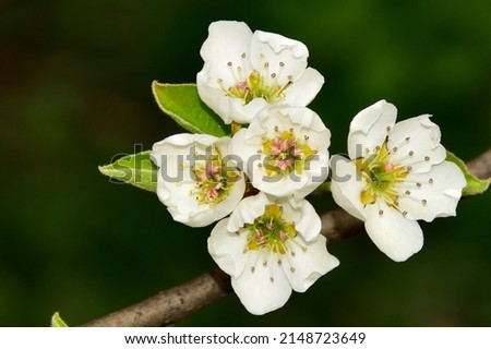 fruits tree blossoms close up view up in my garden Foto stock © 
