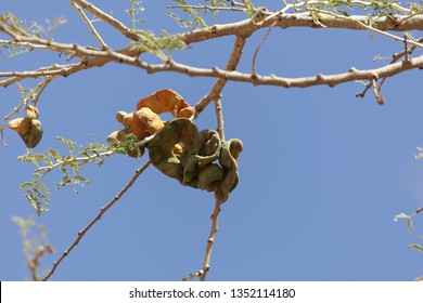 Fruits Of An Umbrella Thorn Acacia, Vachellia Tortilis, Tree. 