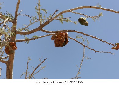 Fruits Of An Umbrella Thorn Acacia, Vachellia Tortilis, Tree. 