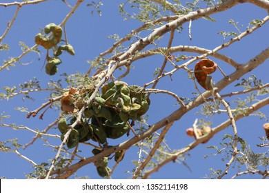 Fruits Of An Umbrella Thorn Acacia, Vachellia Tortilis, Tree. 