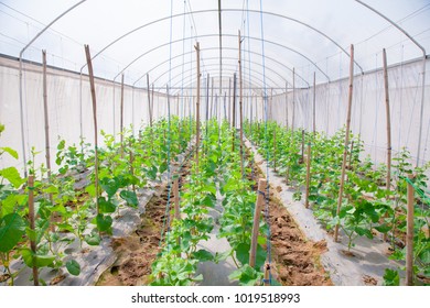 Fruits Vegetables Japanese Melons Greenhouse Supported Stock Photo ...