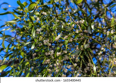 Fruits Viscum album , commonly known as European mistletoe, common mistletoe or simply as mistletoe