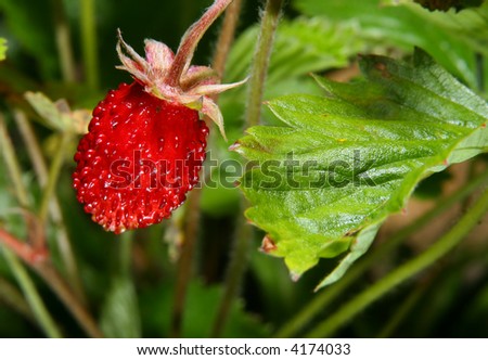 Similar – Image, Stock Photo cranberry wild strawberry