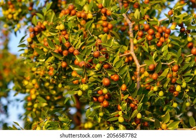 238 Jujuba seed Images, Stock Photos & Vectors | Shutterstock