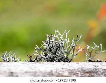 Fruticose Lichen In The Forest.