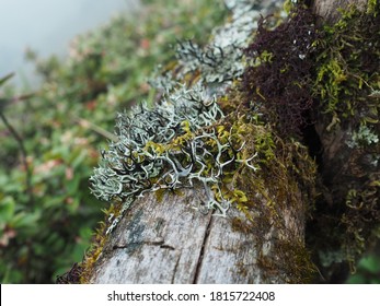 Fruticose Lichen On​ Old​ Wood​ Macro Picture