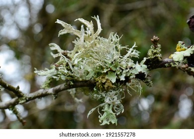 Fruticose Lichen On Small Branch