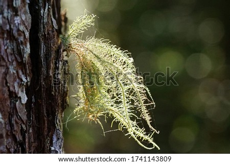 Fruticose lichen
Resembling branches or lines resembling branches or shrubs (shrubby)
Perched on a common branch Often found in areas with high humidity such as high mountains.
