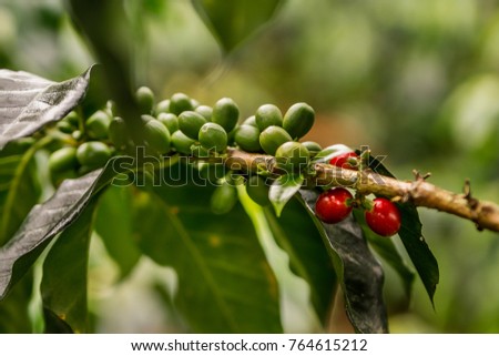 frutos de planta de