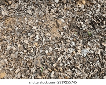 a fry leaf on a soil as texture image