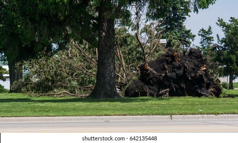 Ft Dodge Iowa United States-5/17/2017 Big Tree That Fell Over After A Big Storm In Fort Dodge Iowa