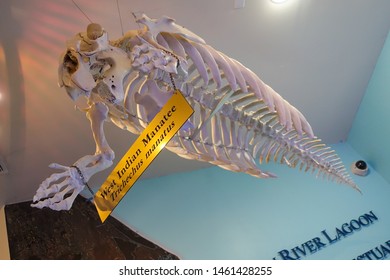 Ft. Pierce,FL/US-7/23/19: The Bones Of A Manatee At The Florida Atlantic University Visitors Center.