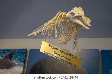 Ft. Pierce,FL/US-7/23/19: The Bones Of A Pygmy Sperm Whale At The Florida Atlantic University Visitors Center.